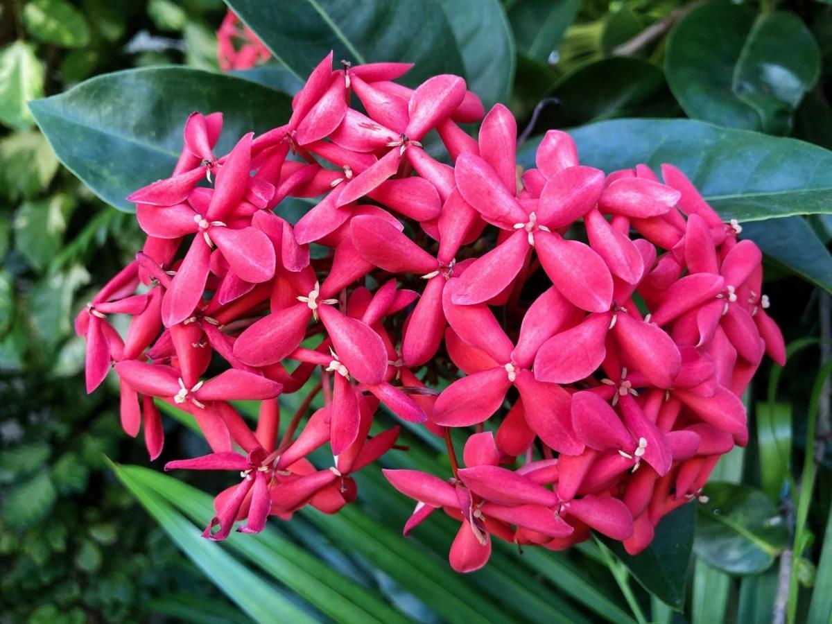 Bougainville - Hotel Pousada-Zen Salvador Buitenkant foto
